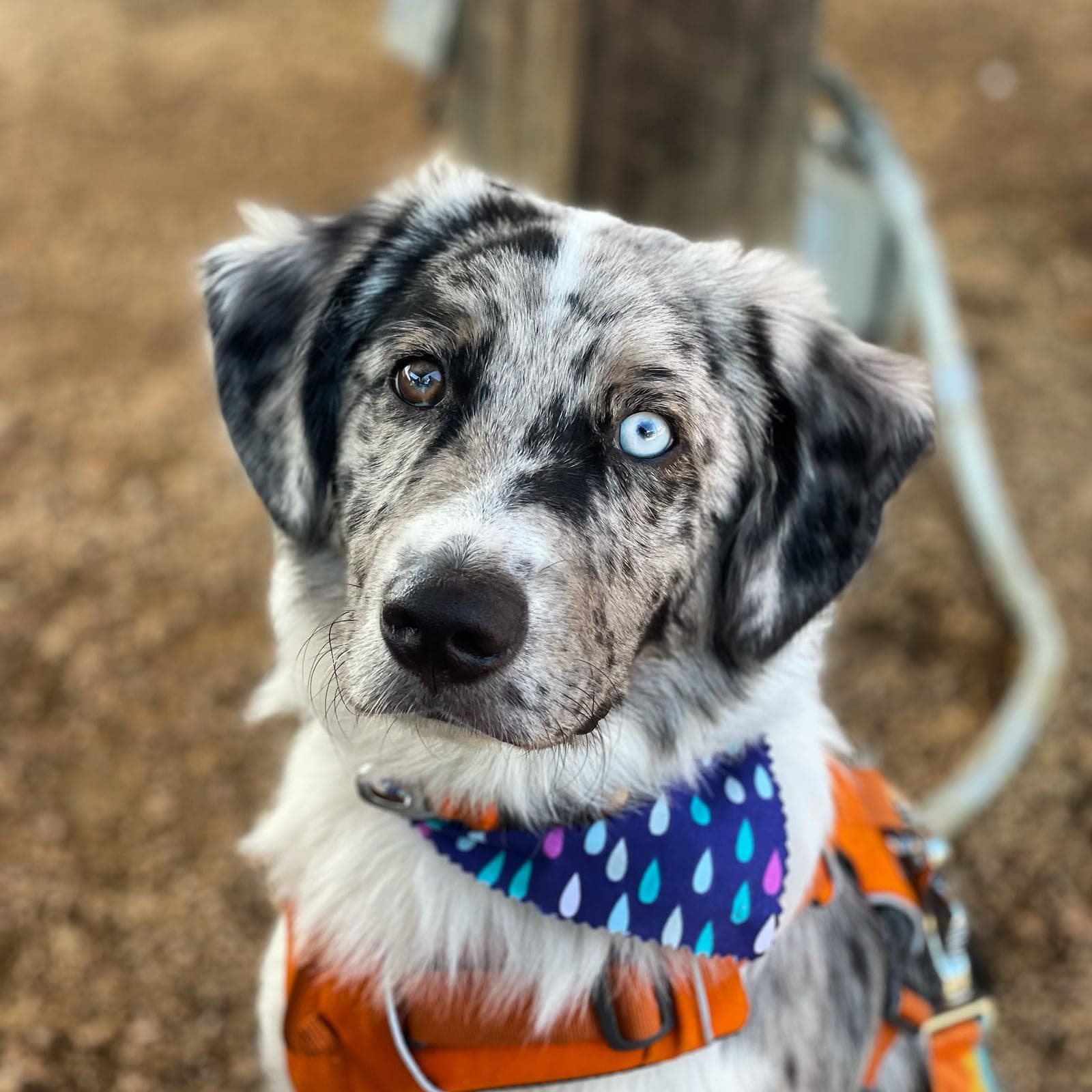 Brinkley, a blue-eyed merle rescue dog in a harness, looking straight at the camera.